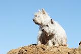 WESTIE 227